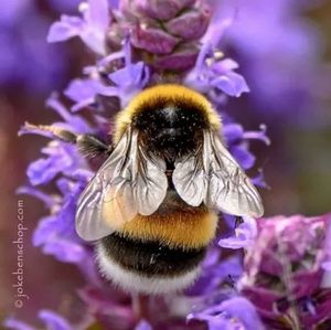 Meet your Posher, Holly
